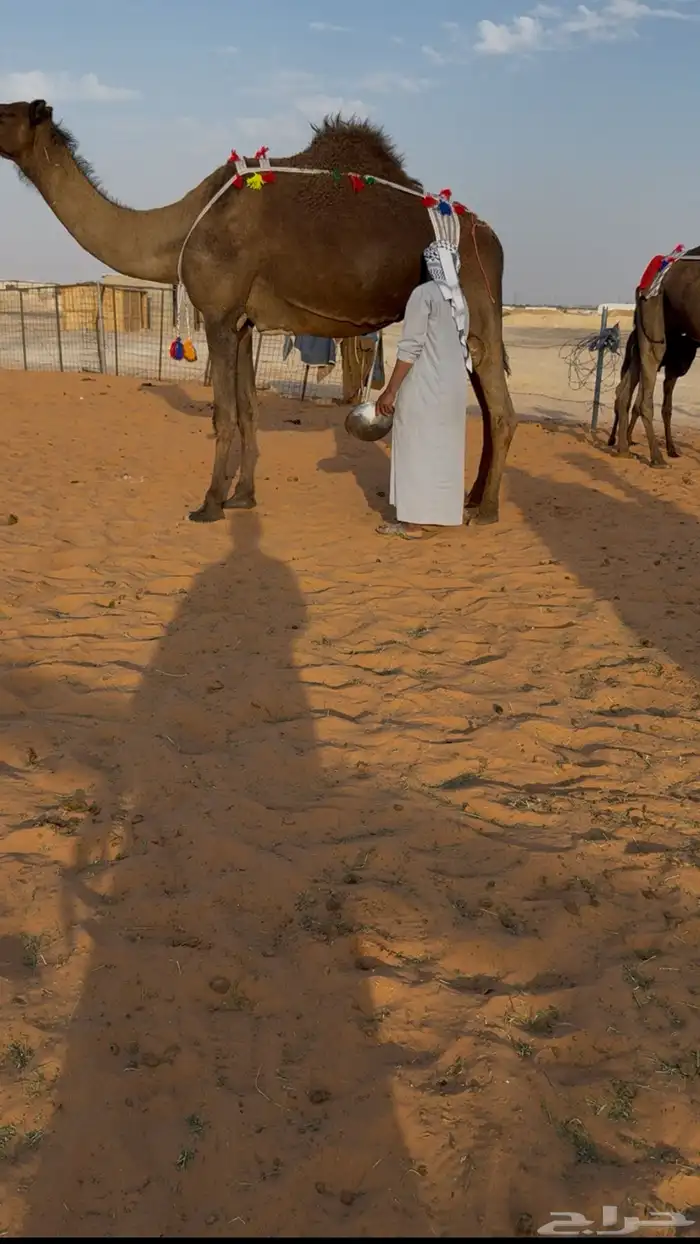 خلفه هديه مسوح 1