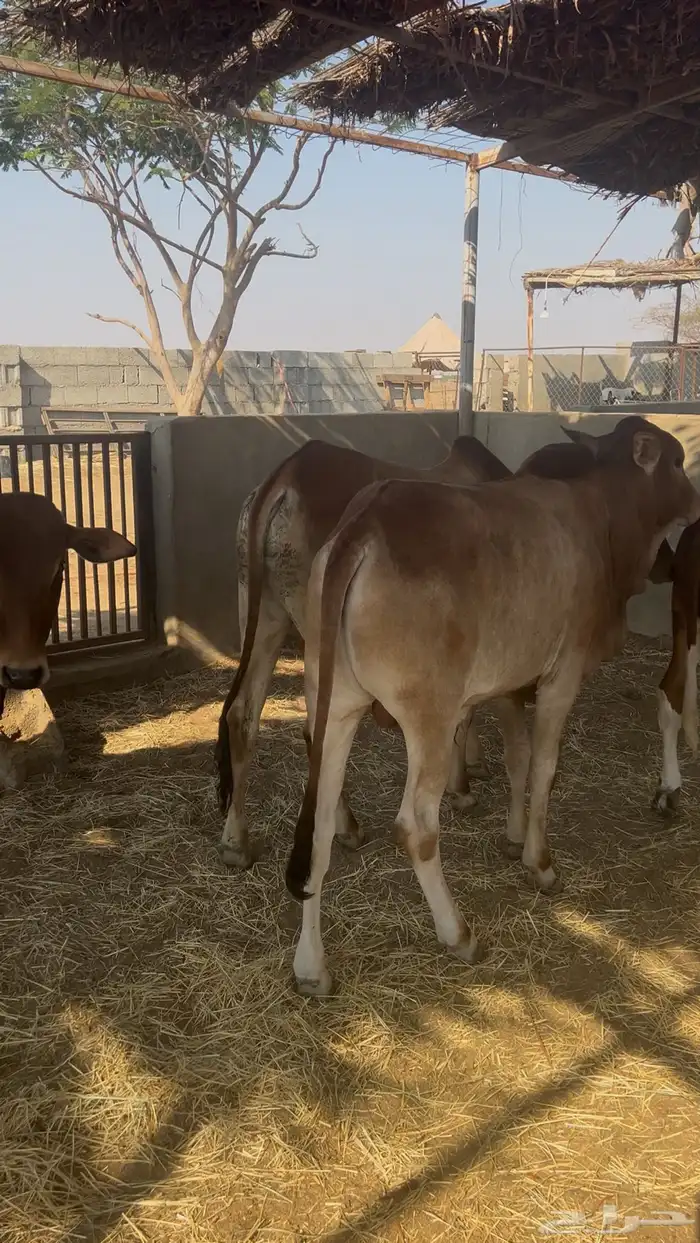 حسلان بلدي سمان 3