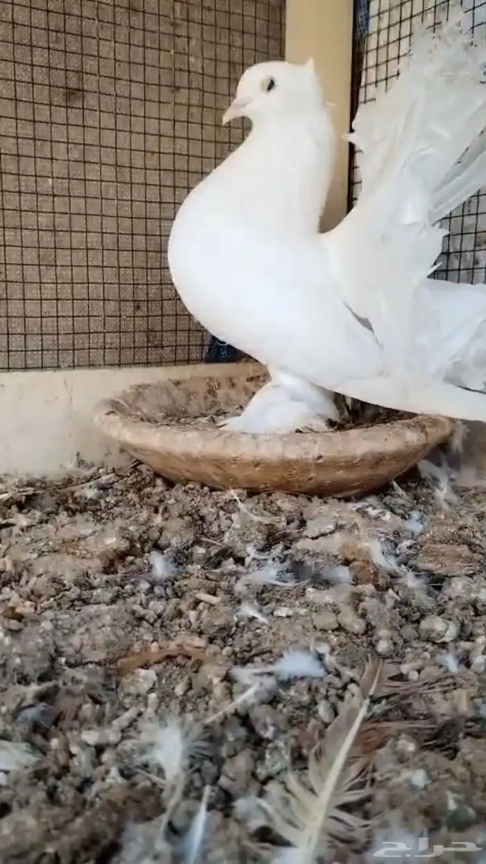دجاج حمام 7