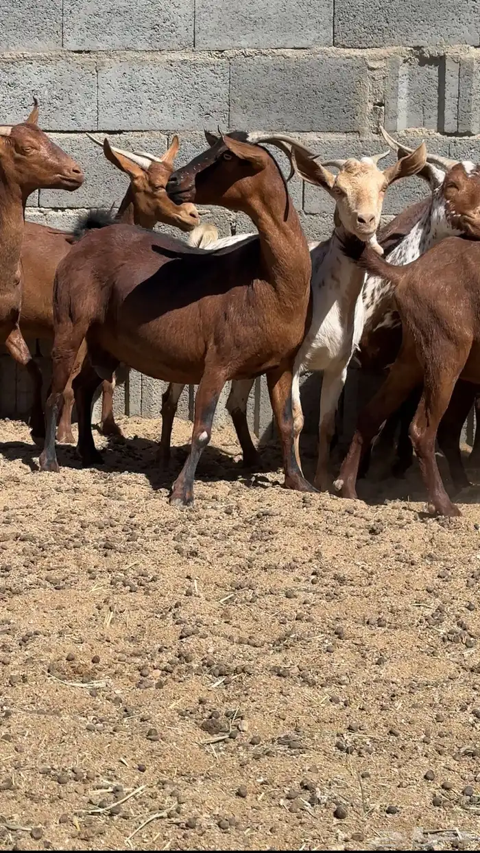 معزا دهم قرايب 3