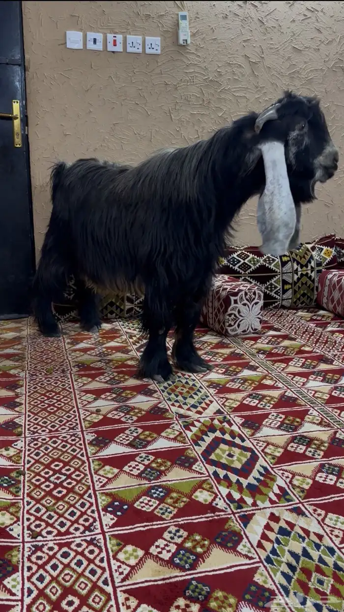 تيس عارضي خصم 1