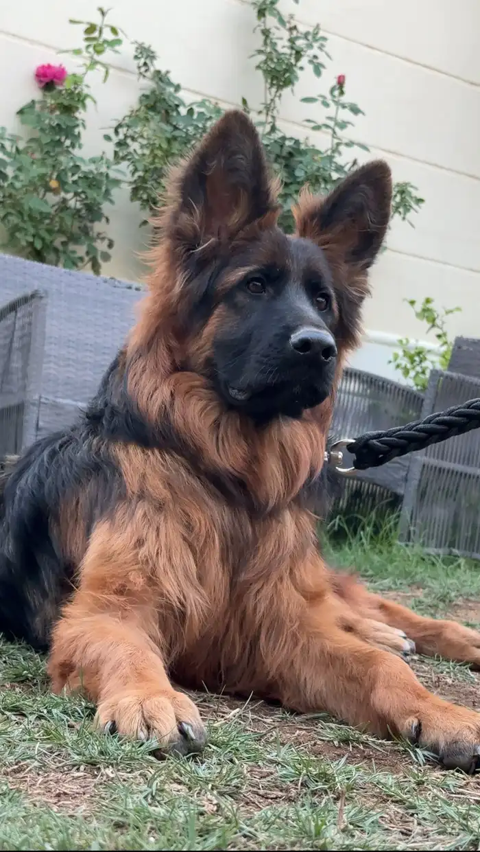 كلب جيرمن شيبرد 3