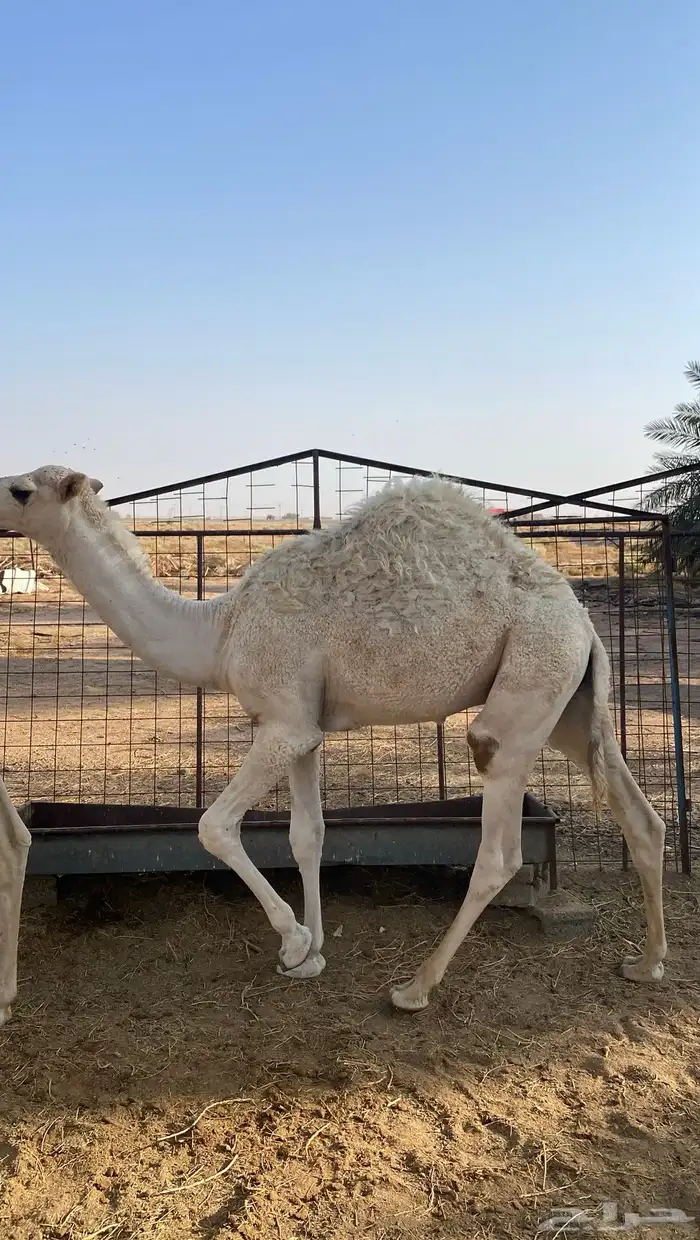 قعدان 2للبيع طيبات 1