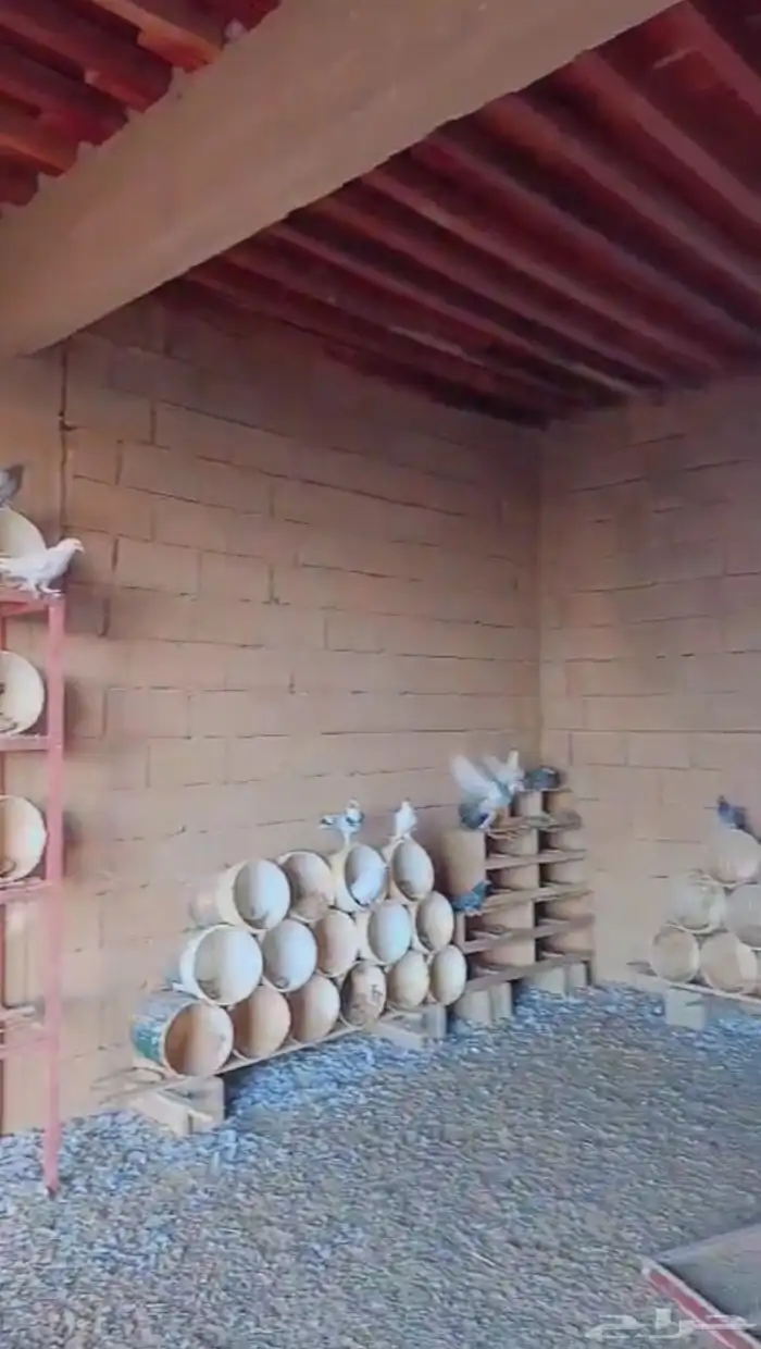 للبيع حمام العدد بالجوز والله اني مدري هو 21اور26 1