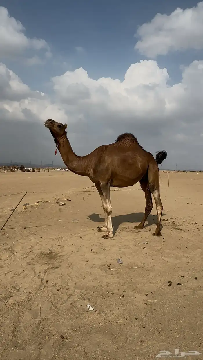 بكره ساحليه فرديه كفو 0