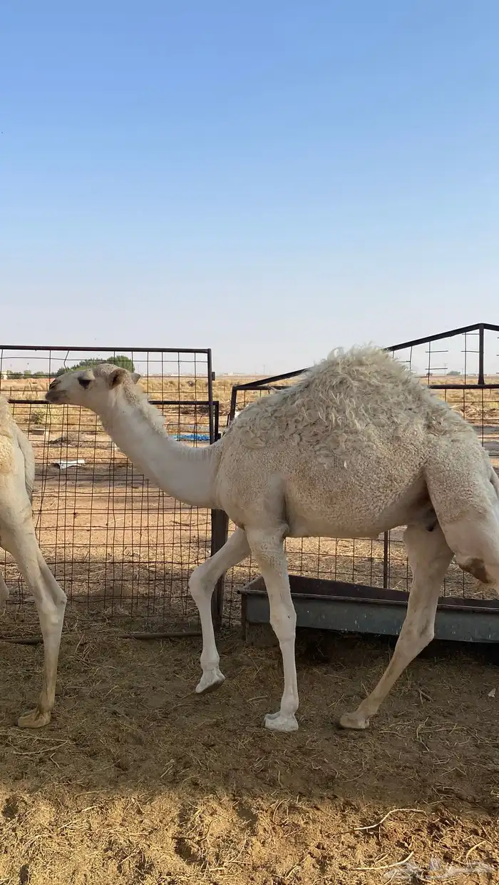 قعدان 2للبيع طيبات 0