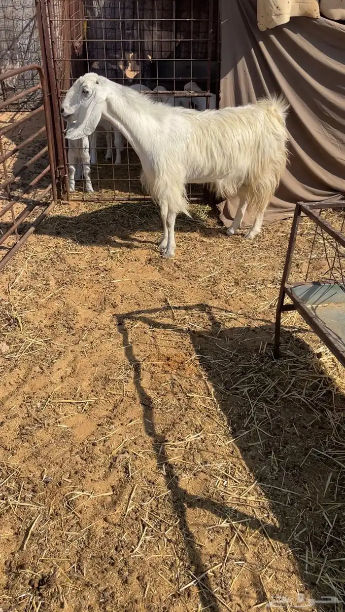 ماعز مضاريع 0