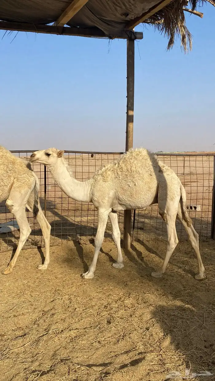 قعدان 2للبيع طيبات 2