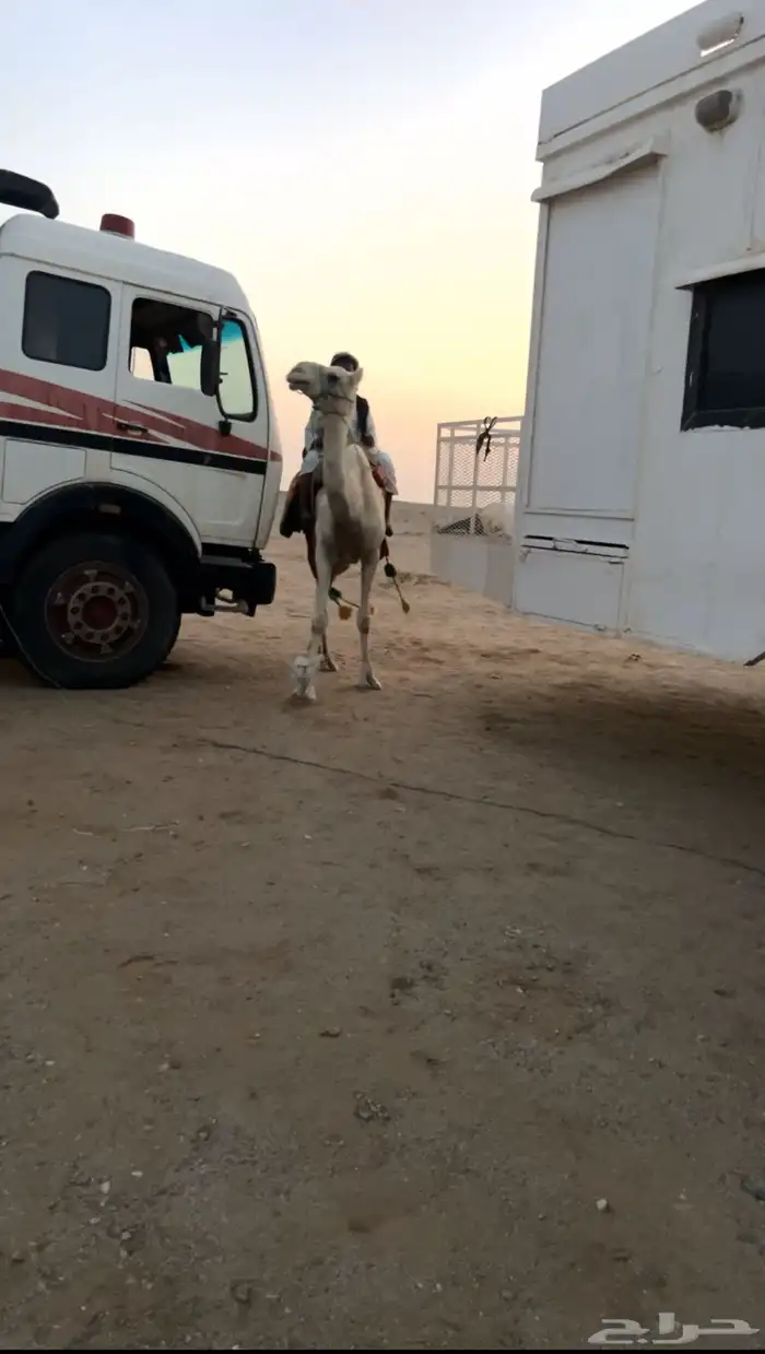 رحول اباعر 2