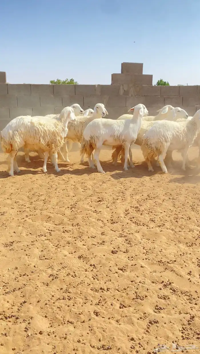 رخال حريات حرش خوات بعض 20 راس دفيع( تم البيع ) 11