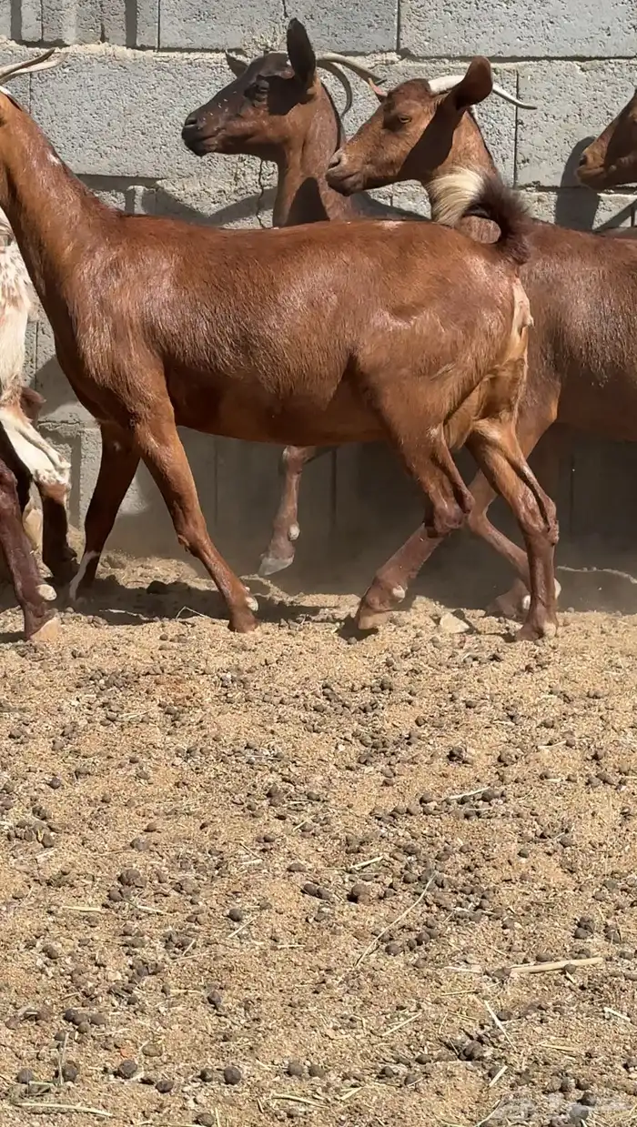 معزا دهم قرايب 2