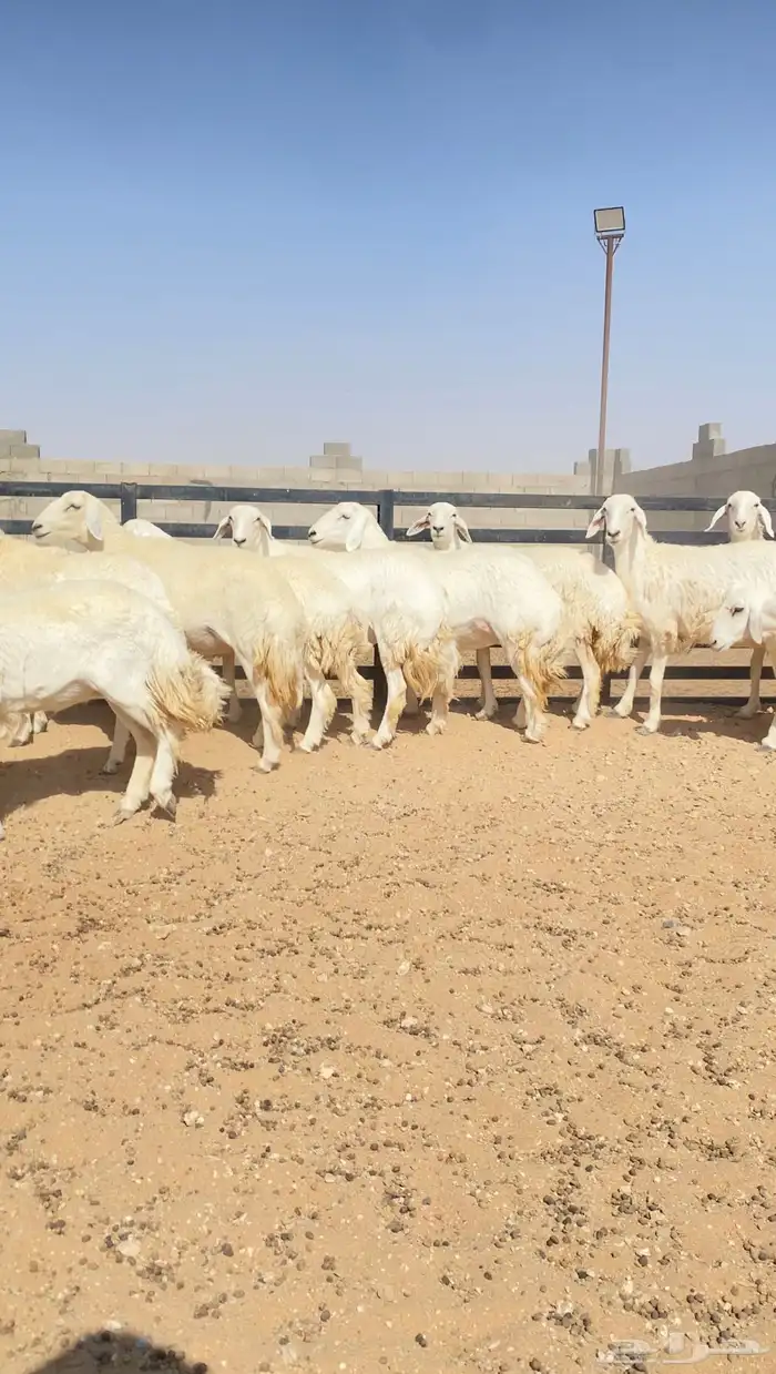 رخال حريات حرش خوات بعض 20 راس دفيع( تم البيع ) 2