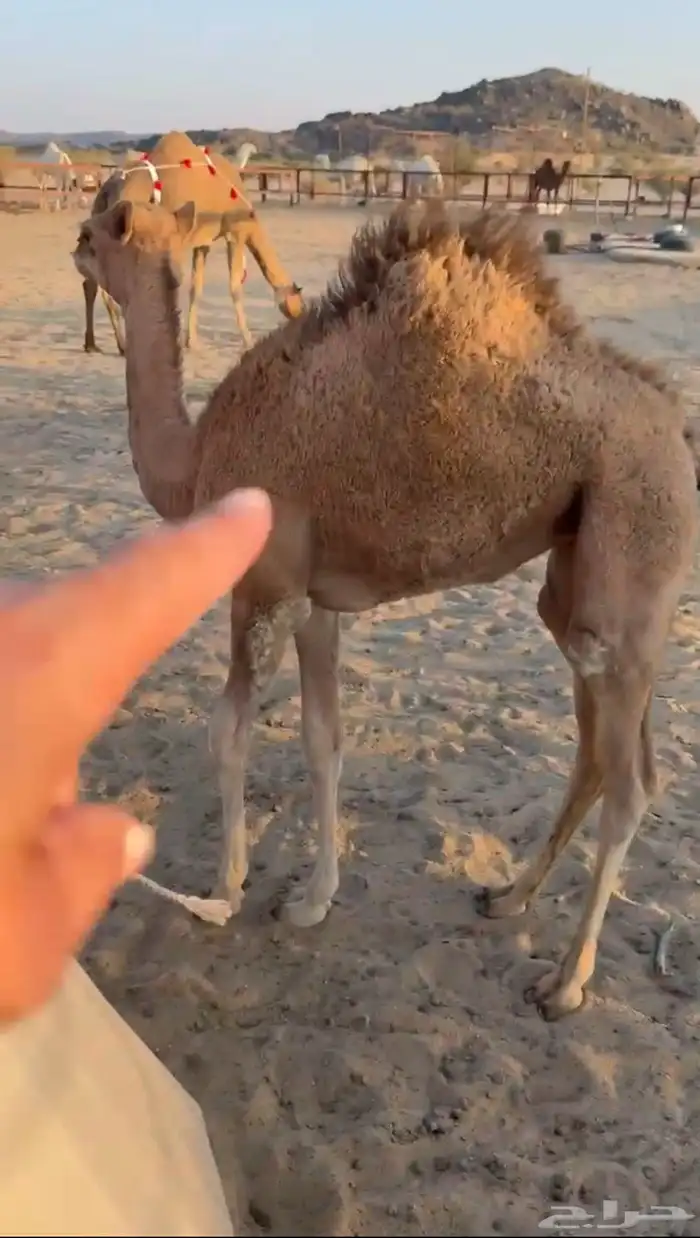 خلفة تحتها بكرة تحلب طاسه 50 هداوه ومشروطه 5