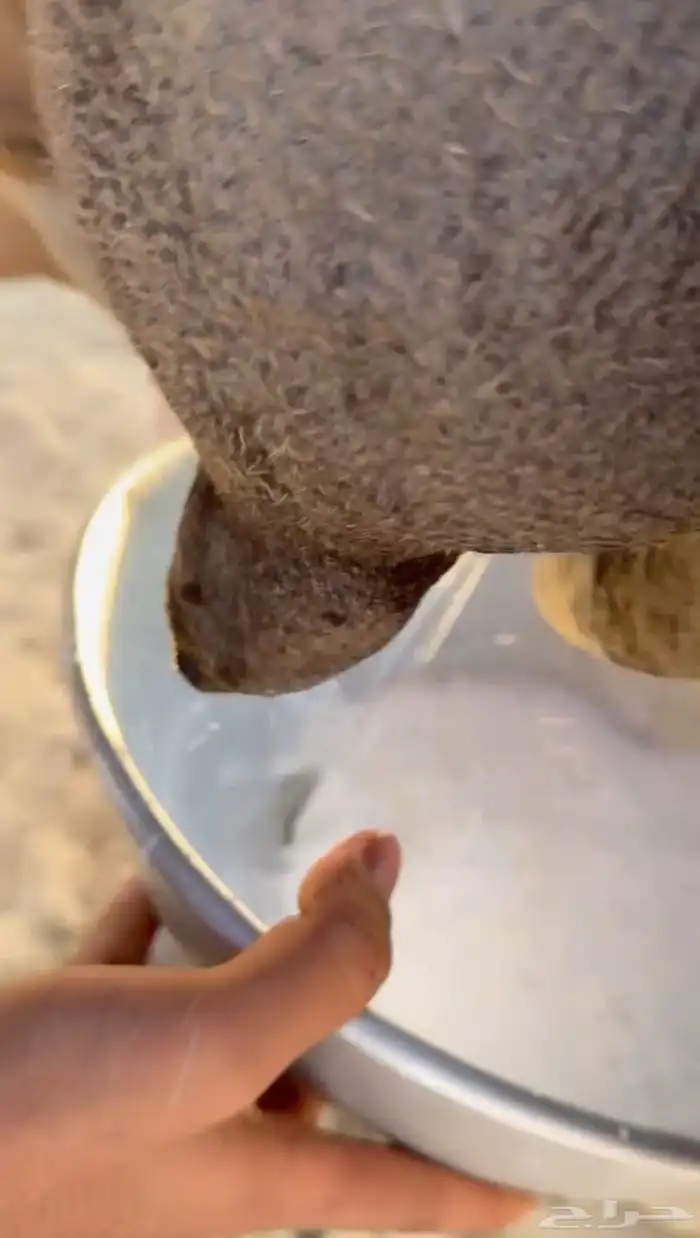 خلفة تحتها بكرة تحلب طاسه 50 هداوه ومشروطه 3