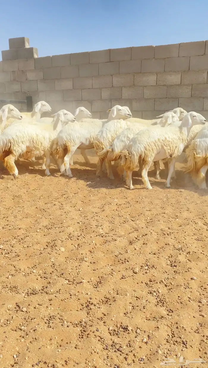 رخال حريات حرش خوات بعض 20 راس دفيع( تم البيع ) 9