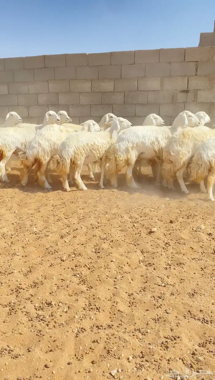 رخال حريات حرش خوات بعض 20 راس دفيع( تم البيع ) 7