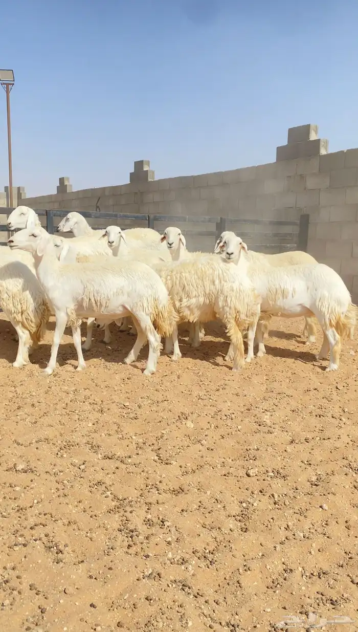رخال حريات حرش خوات بعض 20 راس دفيع( تم البيع ) 5