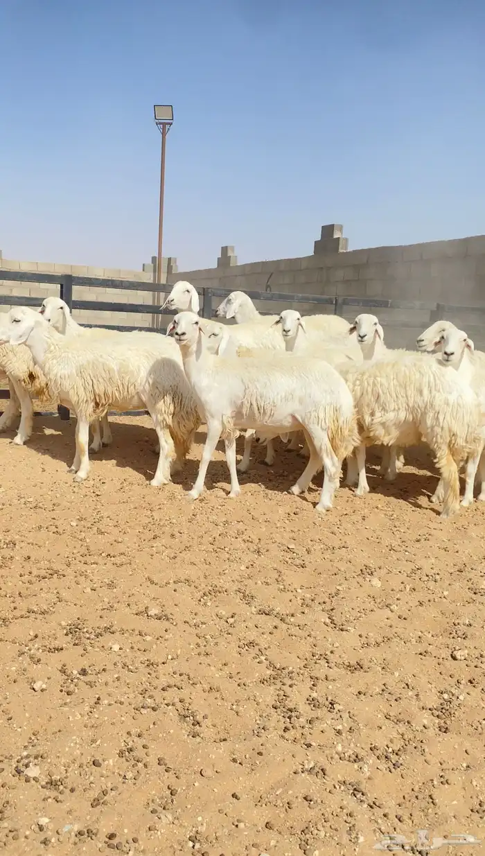 رخال حريات حرش خوات بعض 20 راس دفيع( تم البيع ) 4