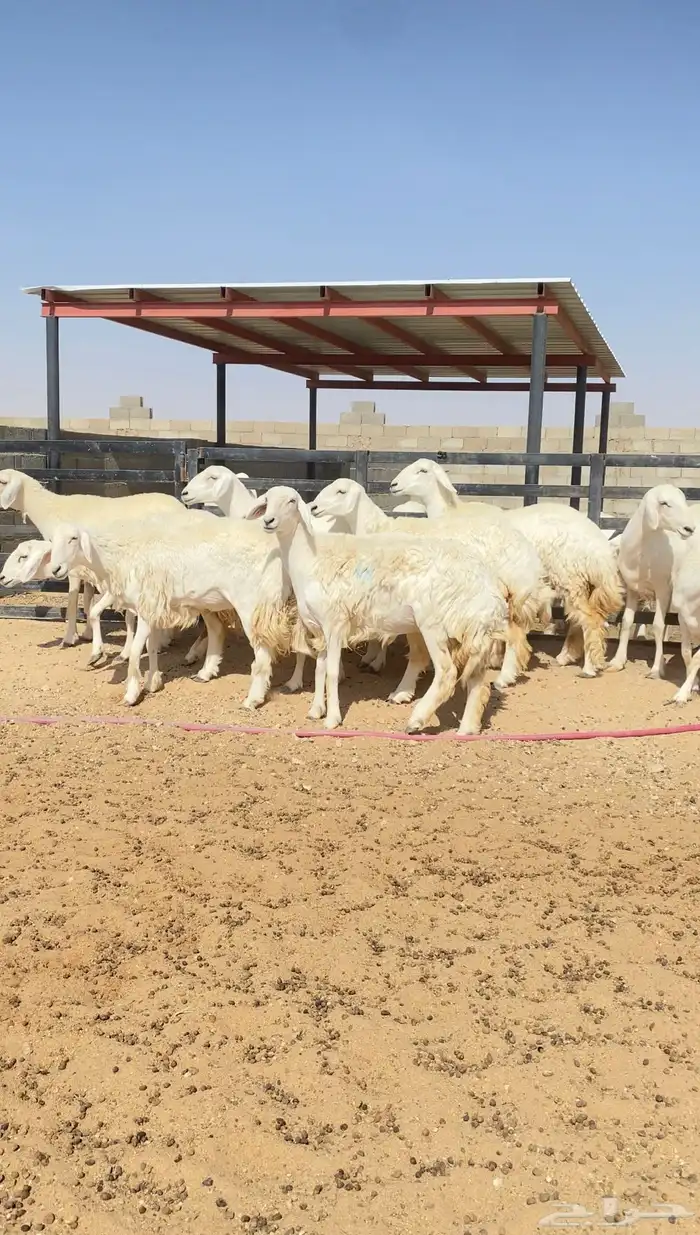 رخال حريات حرش خوات بعض 20 راس دفيع( تم البيع ) 1