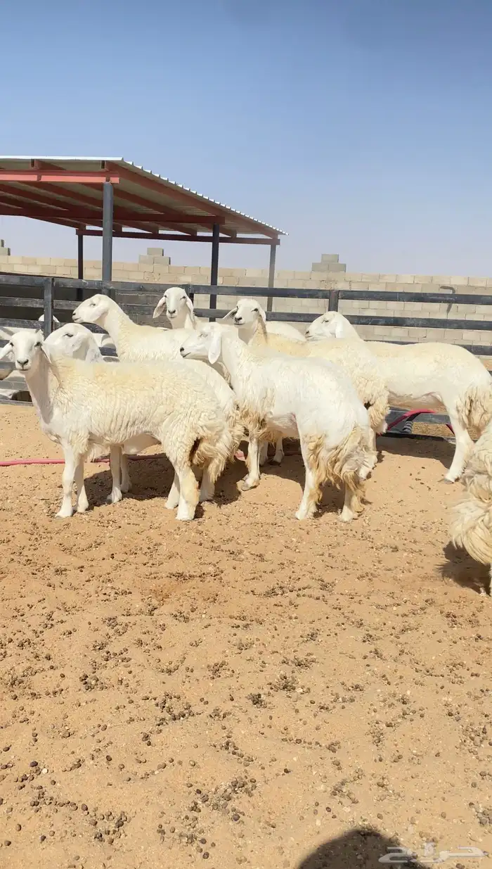 رخال حريات حرش خوات بعض 20 راس دفيع( تم البيع ) 3