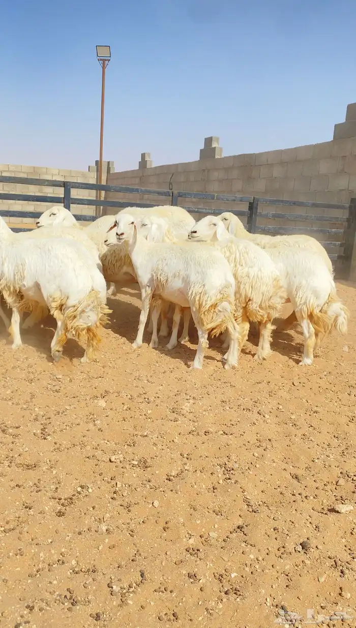 رخال حريات حرش خوات بعض 20 راس دفيع( تم البيع ) 6