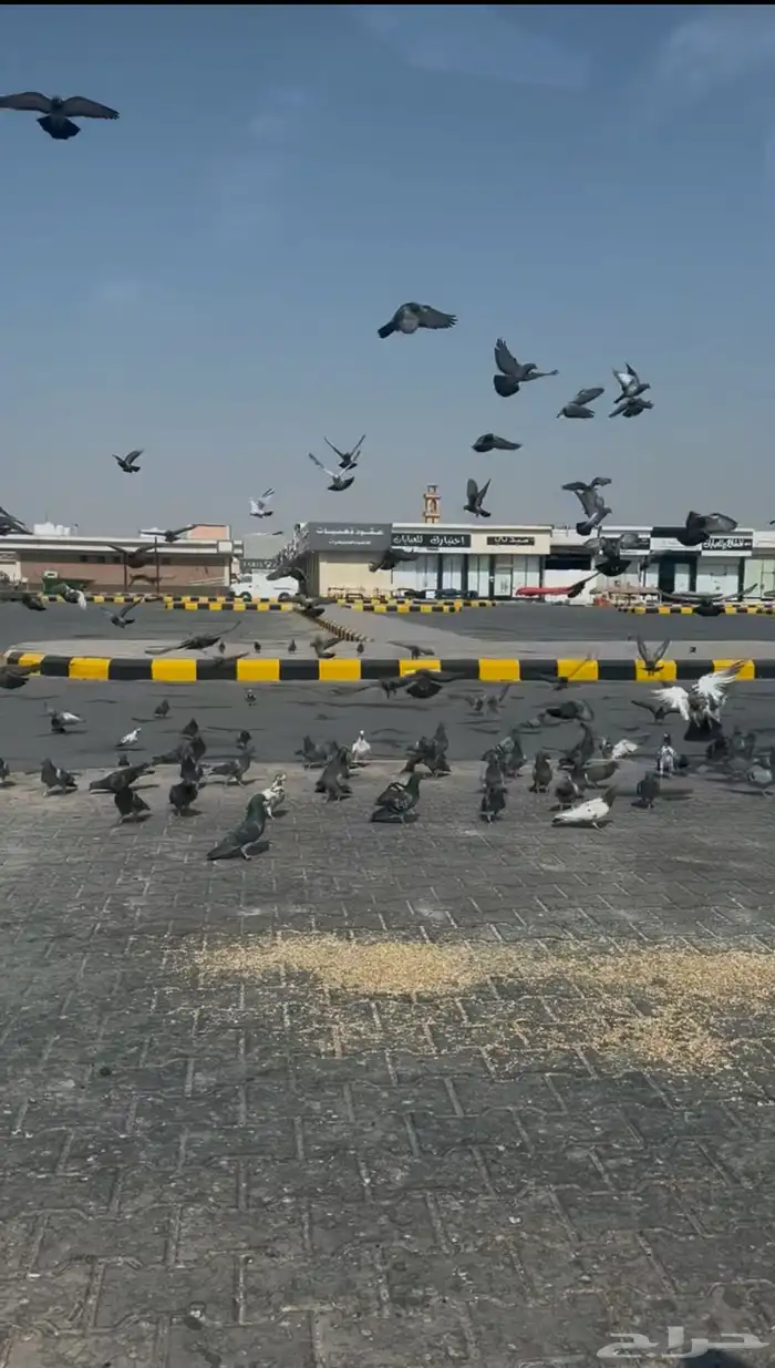 حمام للبيع نشيط جدآ 1