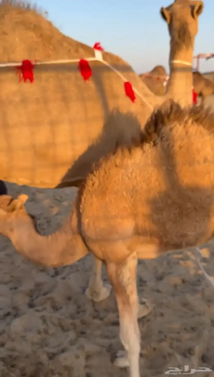 خلفة تحتها بكرة تحلب طاسه 50 هداوه ومشروطه 2