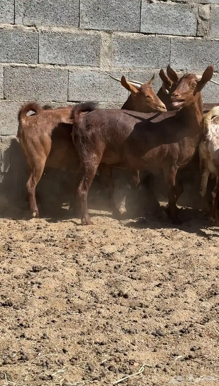 معزا دهم قرايب 1