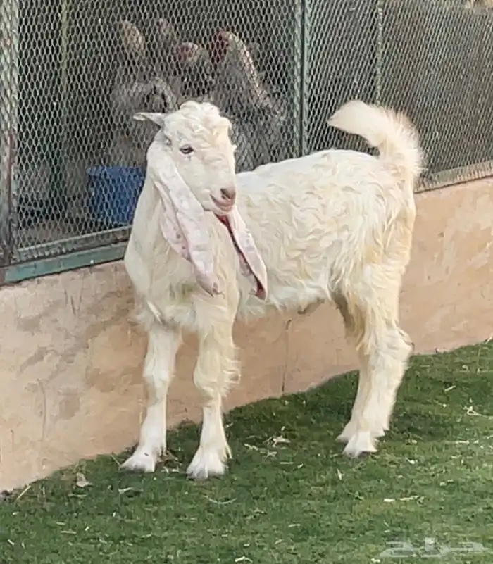 تيس مشروك 4 شهور طيب ( تم البيع ) 0