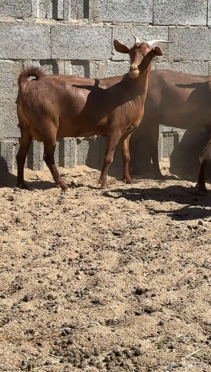 معزا دهم قرايب 0