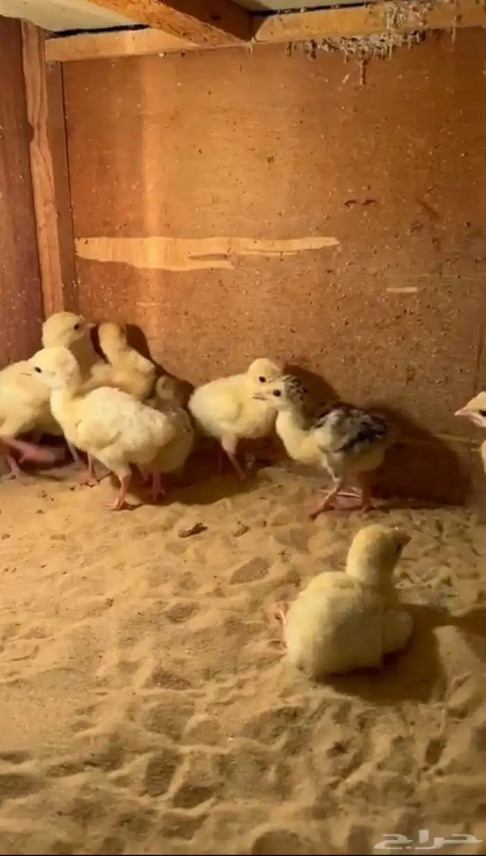 دجاج حمام 10