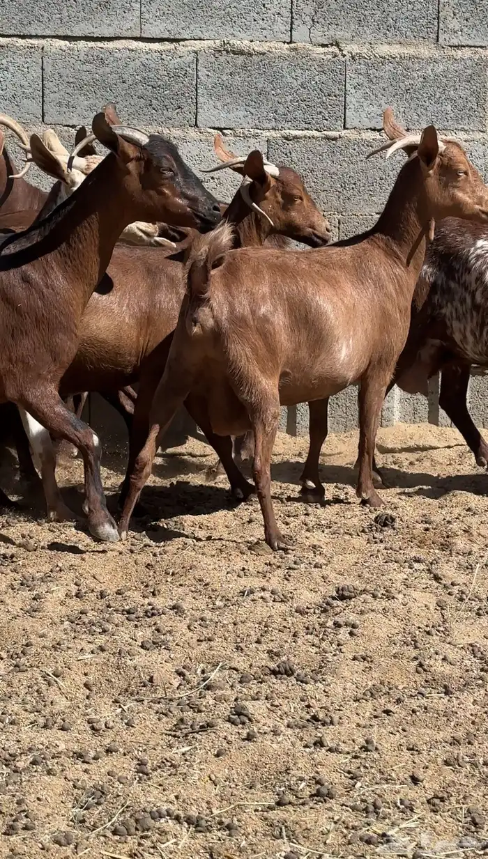 معزا دهم قرايب 5