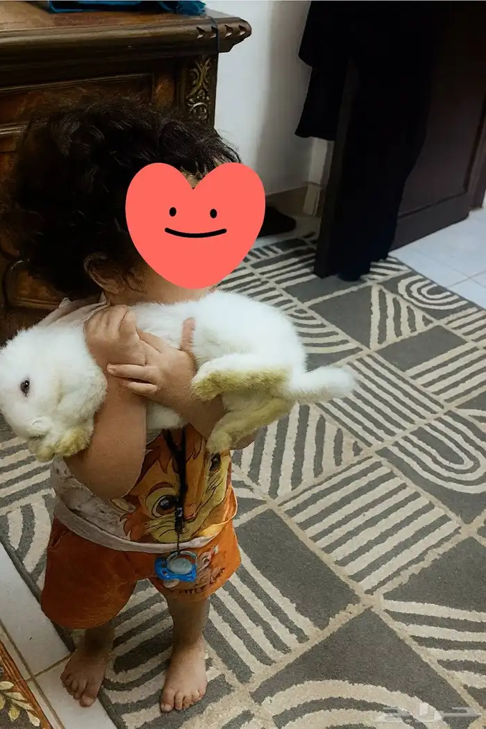 لدواعى السفر أرنب للتبنى 0