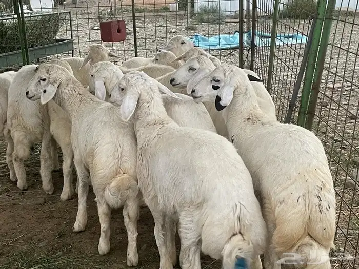 تيوس مستوردة وخرفان 5