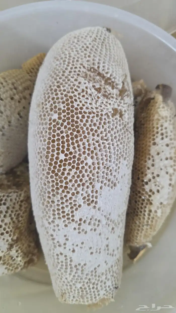 عسل شمع سدر تهامة حر 0