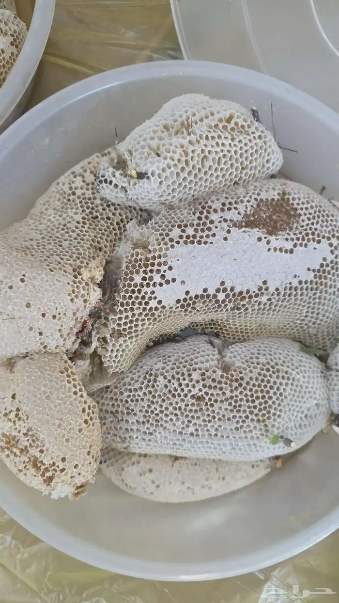 عسل شمع سدر تهامة حر 2