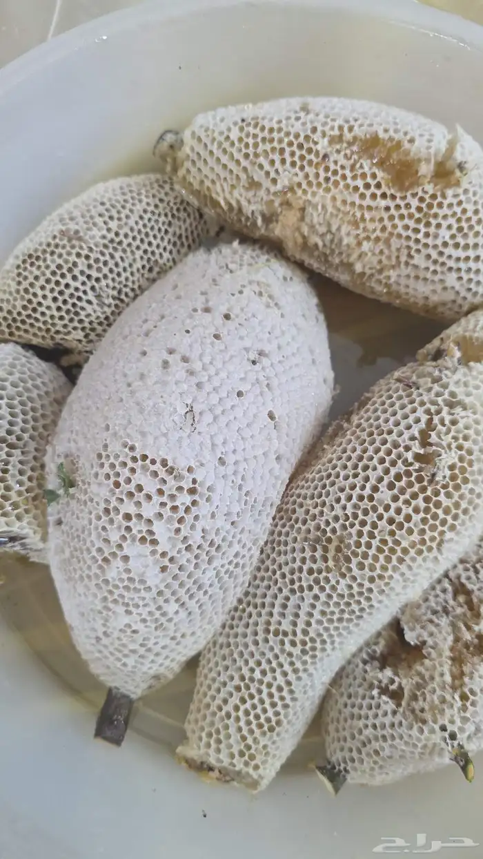 عسل شمع سدر تهامة حر 1