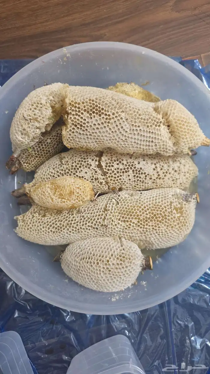 عسل شمع سدر تهامة حر 8