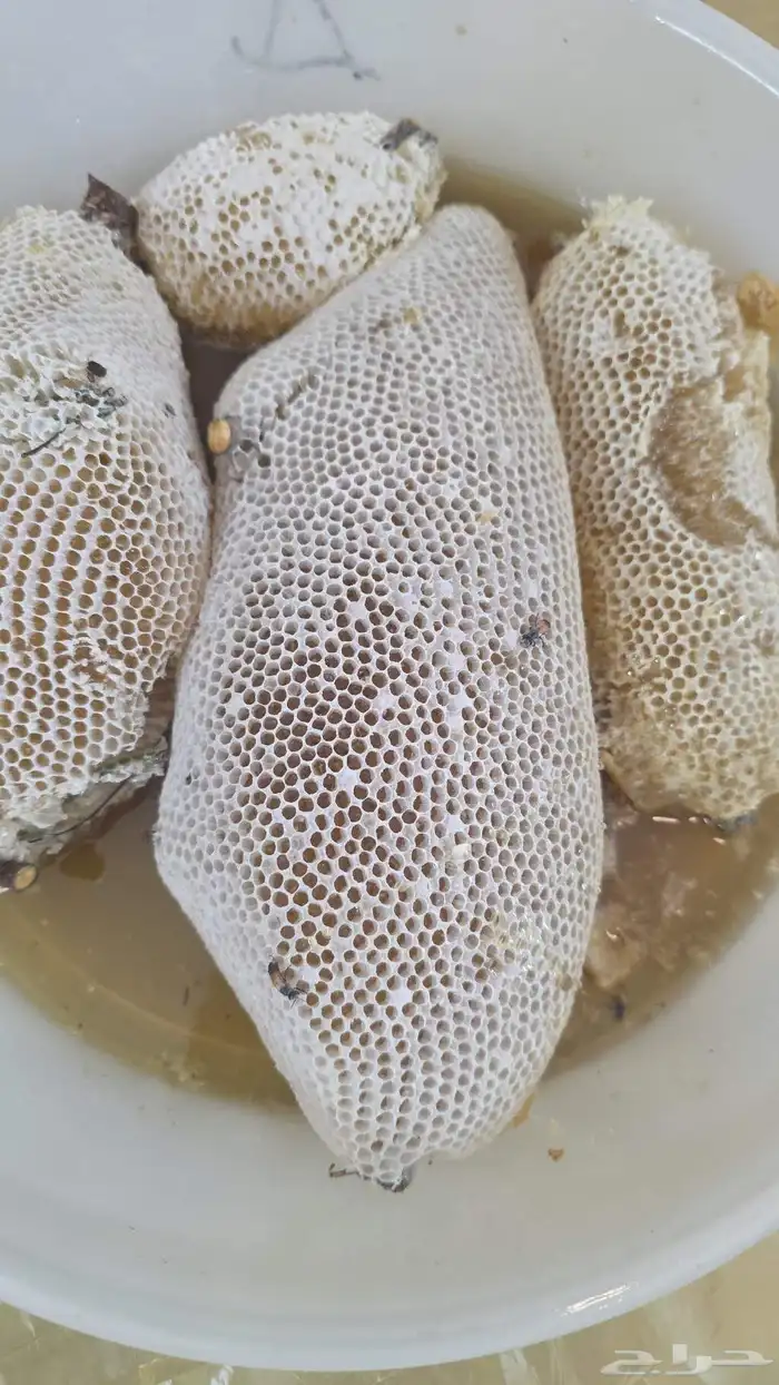 عسل شمع سدر تهامة حر 3