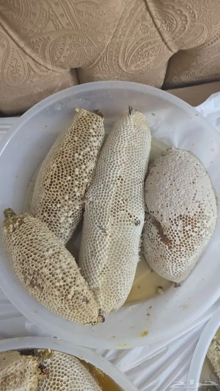عسل شمع سدر تهامة حر 4