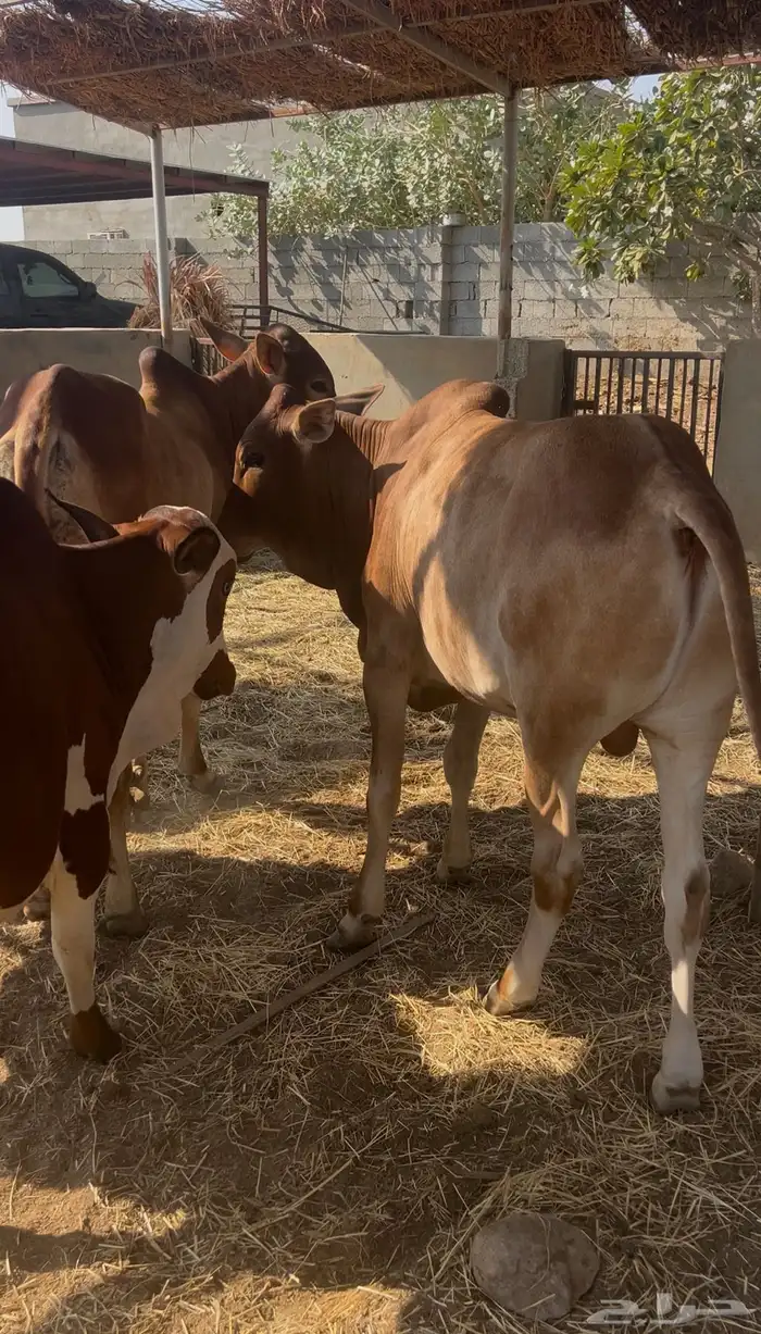 حسلان بلدي سمان 0