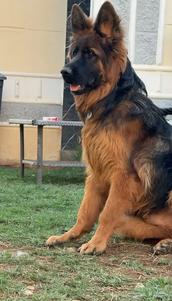 كلب جيرمن شيبرد 1