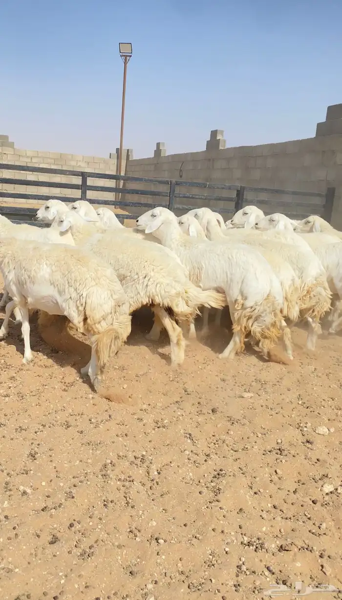 رخال حريات حرش خوات بعض 20 راس دفيع( تم البيع ) 10