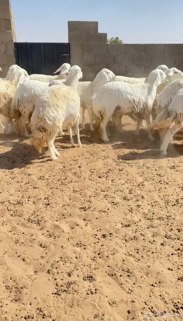 رخال حريات حرش خوات بعض 20 راس دفيع( تم البيع ) 12