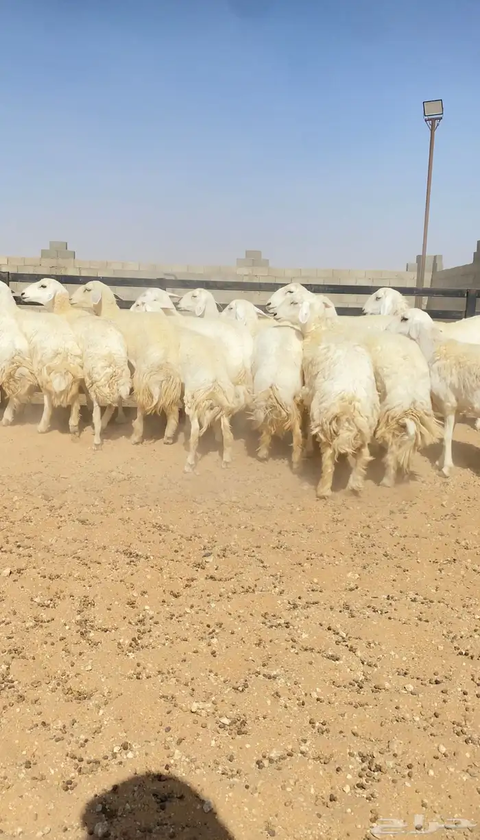 رخال حريات حرش خوات بعض 20 راس دفيع( تم البيع ) 0
