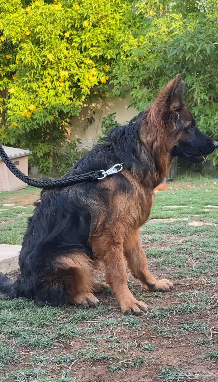 كلب جيرمن شيبرد 2