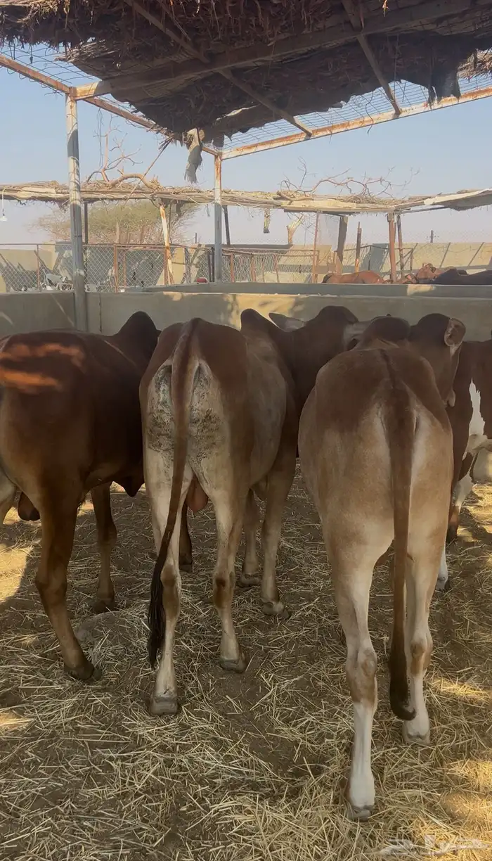 حسلان بلدي سمان 2