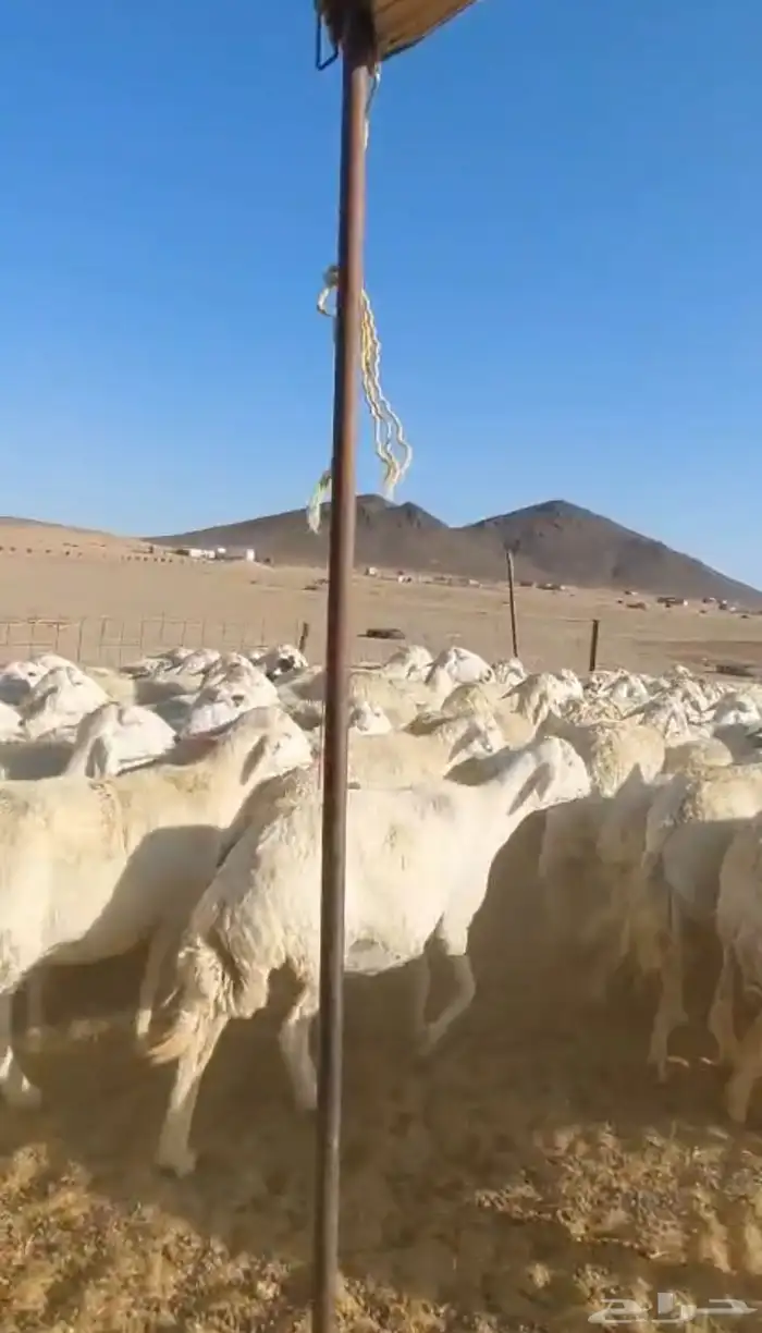 غنم حريات حرش دفيع للبيع 5