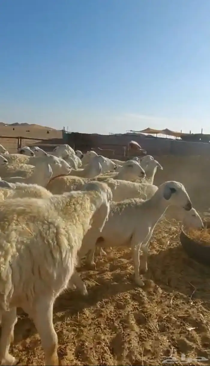 غنم حريات حرش دفيع للبيع 7