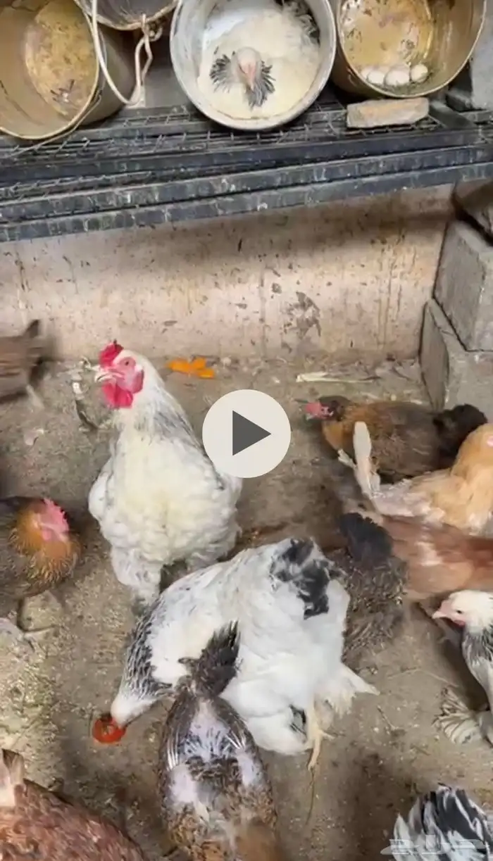 دجاج براهما 2